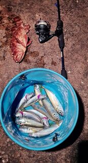 Чёрное море: 20-40 ставрид за обычный выход, окунь в прилове, бомбарды, пилькеры и силикон