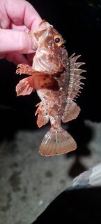 Чёрное море: 20-40 ставрид за обычный выход, окунь в прилове, бомбарды, пилькеры и силикон