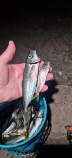 Ночная ловля ставриды на Чёрном море на спиннинг с чебурашкой и силиконом