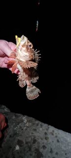 Ночная ловля ставридки на Чёрном море с силиконом и бомбардой до рассвета