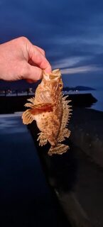 Ночная ловля ставридки на Чёрном море с силиконом и бомбардой до рассвета