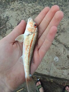 Чёрное море: утренняя ловля смариды и барабули на отводной с тиролькой