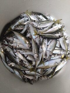 Ловля ставриды на Чёрном море на силиконовую рыбку в течение пары дней