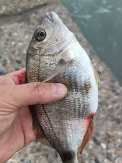 Чёрное море: ловля карася, горбыля и ставридки в спокойной чистой воде