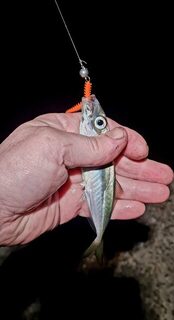Горбыль показался под буной, а ловлю мелкой ставриды прервал дождь