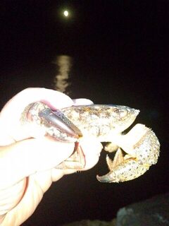 Алушта: выход на ставридошпроты удался, коты довольны, скорпены в улове, а горбылик уплыл