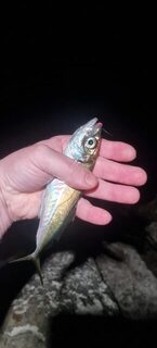 Ялта, Чёрное море: четвёртая рыбалка подряд как под копирку, силикон и чебурашка 1,5 г