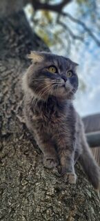 Кот оценил ставриду после готовых кормов