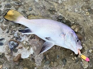 Чёрное море, волнорез в районе Небуга: два часа на стенке и что тут работает с мола