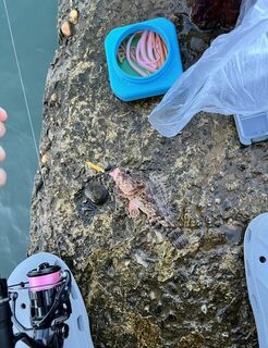 Чёрное море, волнорез в районе Небуга: два часа на стенке и что тут работает с мола