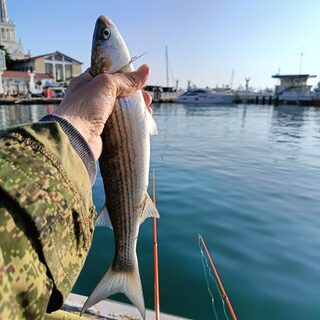 Чёрное море в Сочи, у Морпорта: пятнадцать коротких выходов на рыбалку