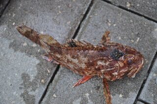 Абхазия, Чёрное море: лето рядом с Пицундой, июль и август, самодур - и брало хоть с пирса, хоть с лодки