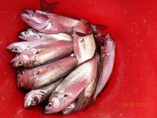 Дивноморское и Чёрное море: впервые рыбачил с волнорезов и в открытом море при замечательной погоде