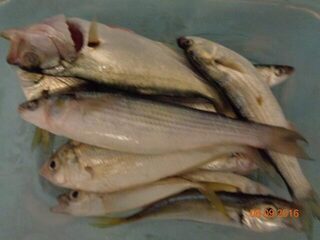Дивноморское и Чёрное море: впервые рыбачил с волнорезов и в открытом море при замечательной погоде