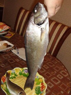 Рыба на морской оснастке и домашний снимок