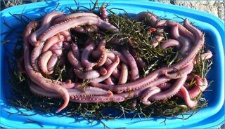 Червь под названием американо