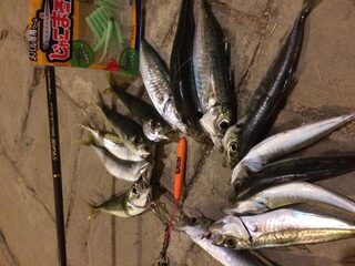 Чёрное море: вкуснящка у автора получилась реальная, а на преснячке, пишет он, ловил иногда