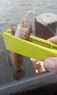 Пластиковый зажим пригодился не только на море