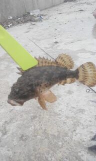 Пластиковый зажим пригодился не только на море