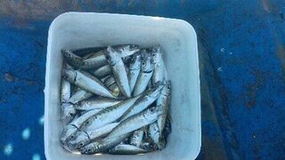Болгария, Чёрное море: приятного размера кефали - три штуки, и ровно пятнадцать минут клёва до дельфинов
