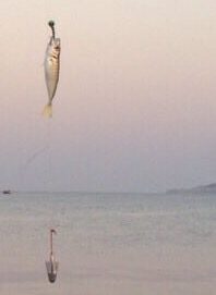 В Феодосии местная оснастка с морским червем понравилась больше самодура