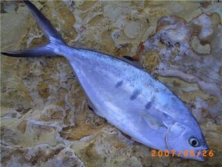 Паломета Trachinotus ovatus берет силикон 55-65 мм и умеет скользить по воде