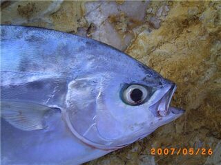 Паломета Trachinotus ovatus берет силикон 55-65 мм и умеет скользить по воде
