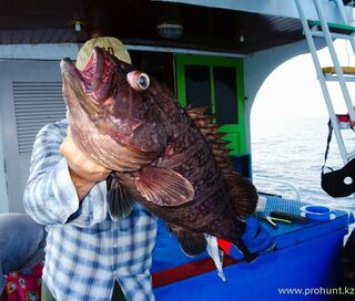 Из Андаманского моря вернулись с GT, догфишем, груперами и руби снапером