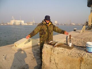В Судаке: морская донная ловля на свежую шпроту, семь судаков и два бычка