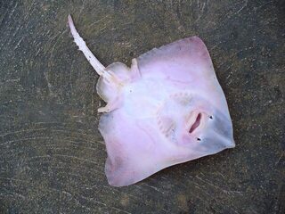 Черноморец и Чёрное море: морская ловля калкана на выходных в туман и при восточном ветре