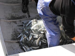 Удочки в Царево не взял, зато увидел ловлю сингиля в порту