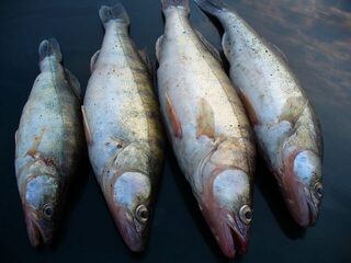 Хороший клев в начале мая на самодур с голыми крючками