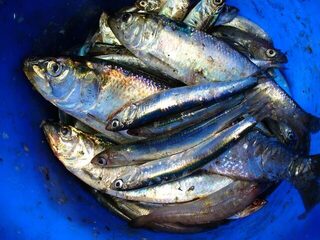 Хороший клев в начале мая на самодур с голыми крючками