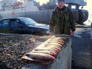 Бургас, Западный порт: рыбалка 30.12.2010 с 06.00 до полудня, первый лёд и 19 судаков