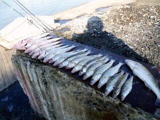 Бургас, Западный порт: рыбалка 30.12.2010 с 06.00 до полудня, первый лёд и 19 судаков