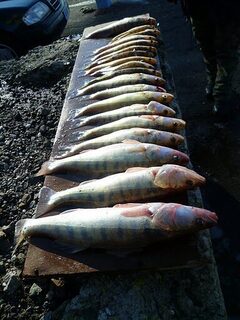 Бургас, Западный порт: рыбалка 30.12.2010 с 06.00 до полудня, первый лёд и 19 судаков