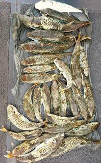 Знакомый кипрский рыбак снял фугу, после которой другая рыба уходит