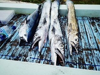 Вернулись в Санур с двумя баррами и экземпляром тяжелее 20 кг
