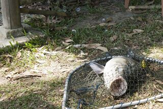 Озерная рыбалка на Пхукете, Таиланд: в декабре на озере поймал сома и карпа на третий день