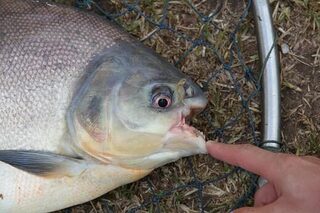 Платник Phuket Fishing Park рядом с гостиницей на Пхукете