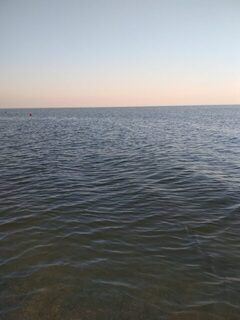Азовское море: ведро потрошёной тарани - чистил сразу на море, а потроха разбирали чайки и бакланы