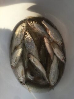 Рыбалка в станице Должанская, Азовское море: тарань тут радует, а бычка он пока так и не увидел