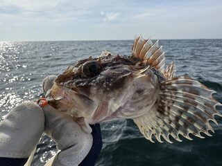 Балтийское море: вышли в море, десяток трески мелкой и один чёрт, а саргана так и не увидели