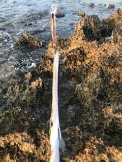 Кипр и Средиземное море: барракуда до килограмма, рыба-флейта и морской окунь на лёгкую снасть