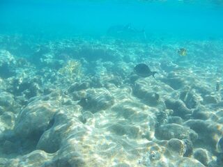 Красное море: у автора выходит не рыбалка, а подводная фотоохота - и дядя Шарик в придачу