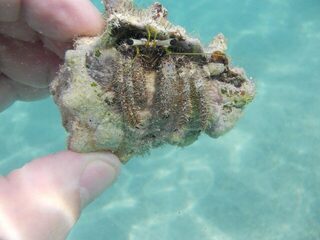 Красное море: у автора выходит не рыбалка, а подводная фотоохота - и дядя Шарик в придачу