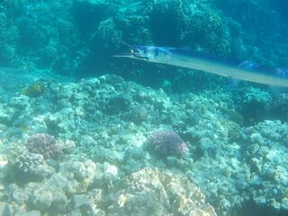 Красное море: у автора выходит не рыбалка, а подводная фотоохота - и дядя Шарик в придачу