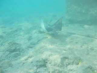 Красное море: у автора выходит не рыбалка, а подводная фотоохота - и дядя Шарик в придачу