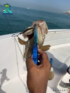 Девять квин-фиш на джиги напротив JBR в Дубае вернулись в воду