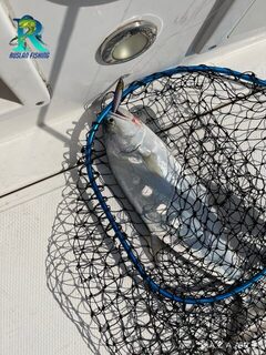 Девять квин-фиш на джиги напротив JBR в Дубае вернулись в воду
